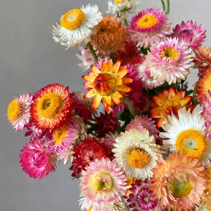 Mixed Strawflower Seeds for Planting, 1000pcs Strawflower Wildflower Seeds Non-GMO Heirloom Perennial Rare Cut Flower Plants, Open Pollinated Beauty Home Garden for Outdoors