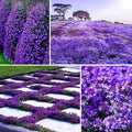 21000+ Magic Purple Creeping Thyme Seeds for Planting Ground Cover Plants Heirloom Flowers Perennial Thyme Non-GMO Thymus Serpyllum Seed