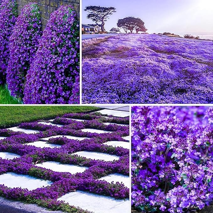 21000+ Magic Purple Creeping Thyme Seeds for Planting Ground Cover Plants Heirloom Flowers Perennial Thyme Non-GMO Thymus Serpyllum Seed