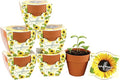 BUZZY Seeds Sunflower Daydream Collection 6-Pack Mini Terracotta Grow Pots, Includes Seed Packets and Growing Medium, Flower Starter Kit, Indoor Gardening Gift, Wedding Favors