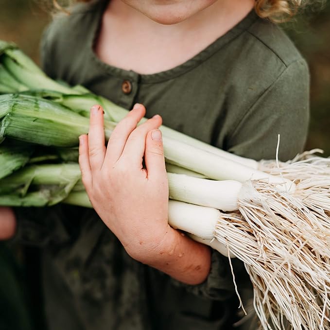 American Flag Leek - 100 Seeds - Heirloom Leek Variety, Non-GMO Vegetable Seeds for Planting Outdoors in The Home Garden, Thresh Seed Company