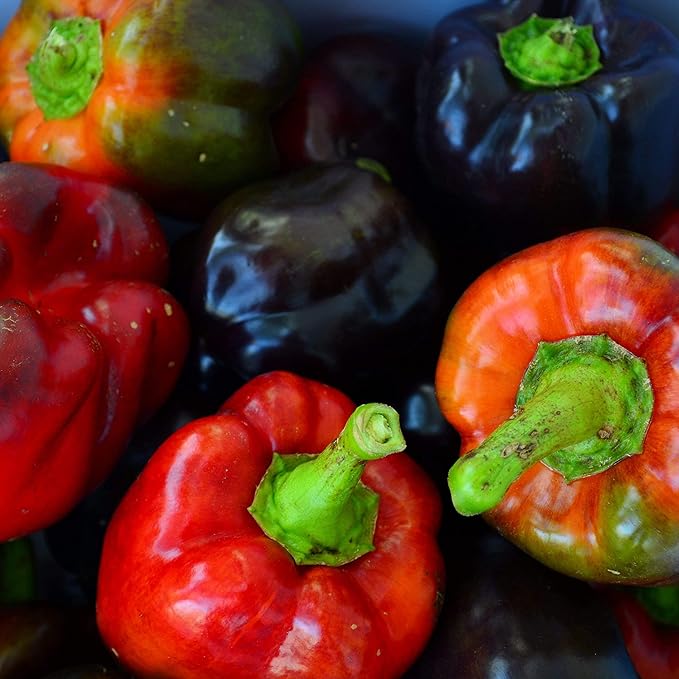 Purple Beauty Bell Pepper - 25 Seeds - Heirloom & Open-Pollinated Variety, Non-GMO Vegetable Seeds for Planting in The Home Garden, Thresh Seed Company