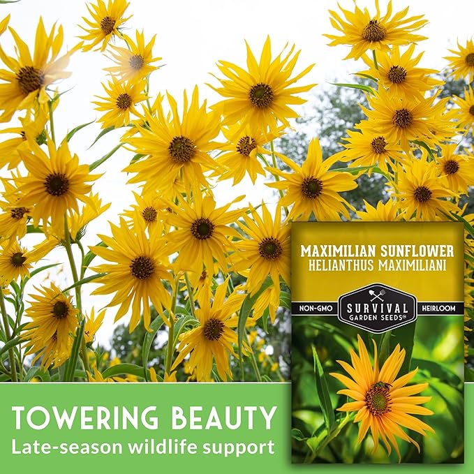 Survival Garden Seeds - Maximilian Sunflower (Helianthus maximiliani) | 10-Foot Prairie Giant | Fall Blooming Pollinator Magnet | North American Native Wildflower Seed for Planting - 1 Pack