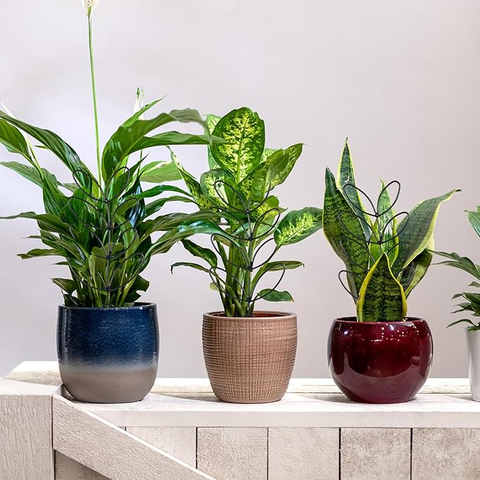 4 Pack Small Plant Trellis for Climbing Plants Indoor, 12 inch Plastic Trellis for Potted Plants Houseplant Trelli, Mini Climbing Plant Support for Houseplant Flower Hoya Pothos, Black