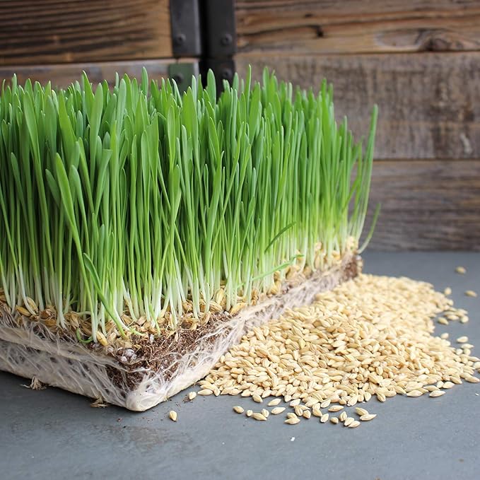 Organic Barley Seeds - 9 Lbs in Pre-Measured Bags for 10x20 Trays - Whole (Hull Intact) Barleygrass Seed - Ornamental Barley Grass, Juicing