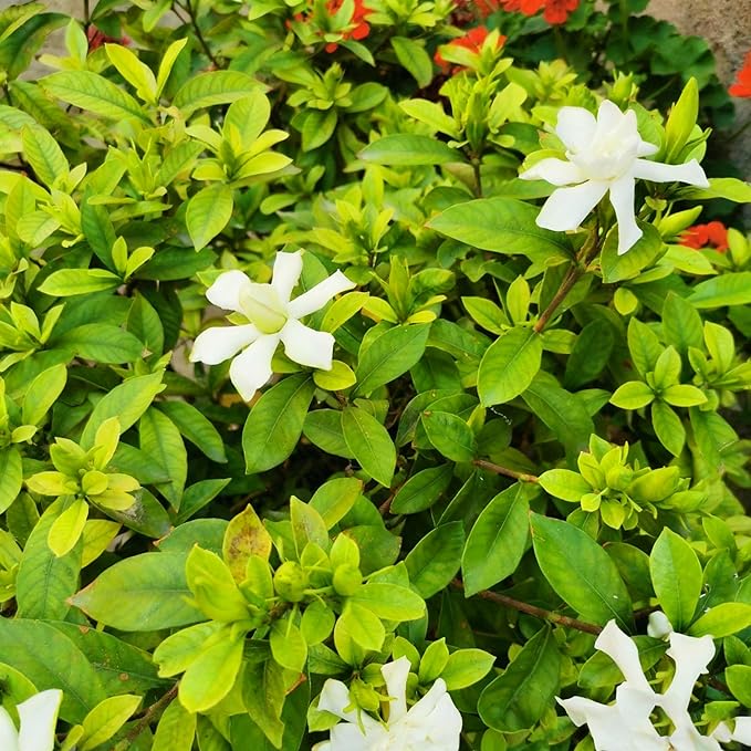 Gardenia Jasminoides Seed for Planting, 300+ Jasmine Climber Seeds, Perennial Plants, Non-GMO Heirloom Gardenia Jasminoides Seeds for Garden Home Outdoor
