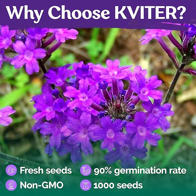 KVITER 1000 Purple Trailing Verbena Seeds (Verbena Tenuisecta) - Creeping Verbena, Purpule Moss Verbena Seeds - Ideal Perennial Flower Seeds for Planting in Outdoor Garden, Containers, Windowsills