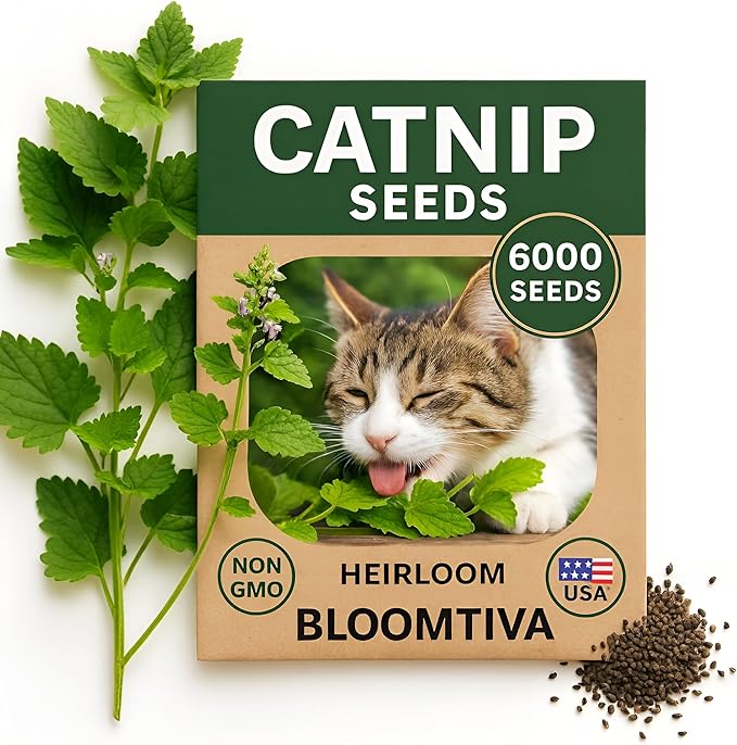 Catnip Seeds for Planting Indoors and Ourdoors - 𝗡𝗢𝗡-𝗚𝗠𝗢 Cat Nip Seeds (Bulk Pack) Heirloom Herb - Made in 𝗨𝗦𝗔 - High Germination Rate - Plants for Cats and Humans (Nepeta Cataria)