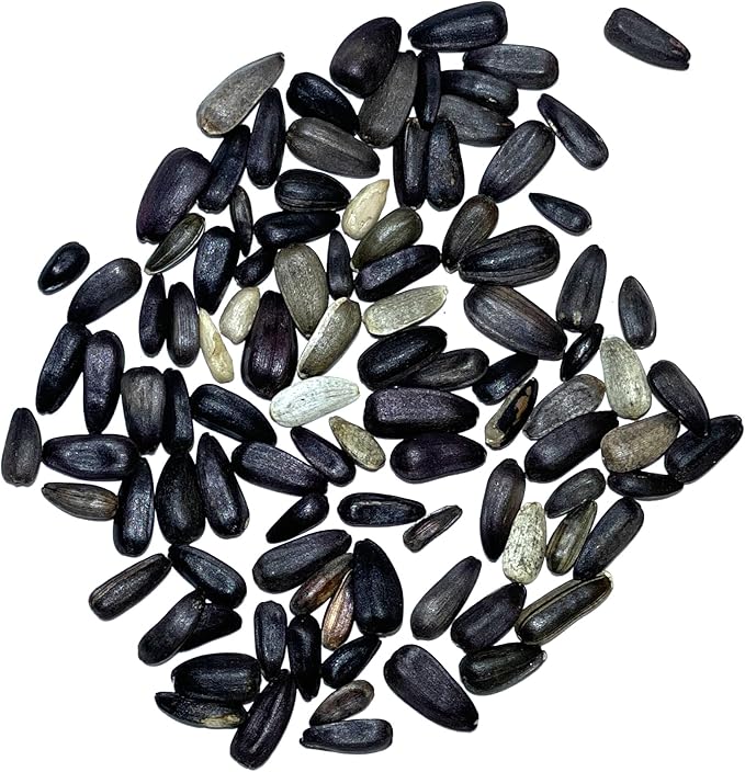 Seed Needs Sunflower Seeds for Planting Lemon Queen Sunflowers - Heirloom & Open Pollinated Flower Seed to Plant & Grow an Outdoor Home Grown Butterfly Garden (2 Packs)