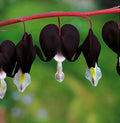 20 Pcs Bleeding Heart Seeds Dicentra Spectabilis Shade Flower Garden Spring Flowering