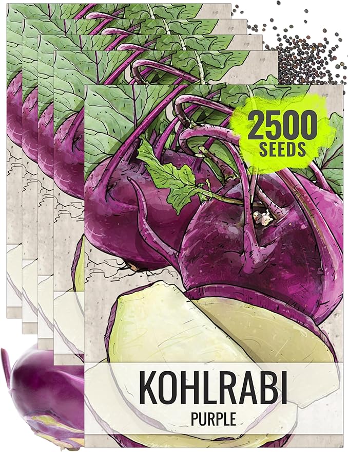 Seed Needs Kohlrabi Seeds for Planting Purple Vienna Kohlrabi Crops - Non-GMO Heirloom & Untreated Vegetable Seed to Plant an Outdoor Home Grown Veggie Garden (Purple Kohlrabi, 5 Packs (2,500 Seeds))