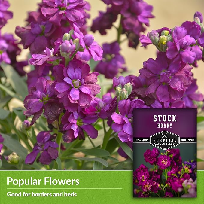 Stock Flower Seeds for Planting - Matthiola Incana Hoary Stock, Fragrant Cut Flower Garden, Vintage Harmony Mix, Non-GMO Heirloom - Survival Garden Seeds (1 Pack)