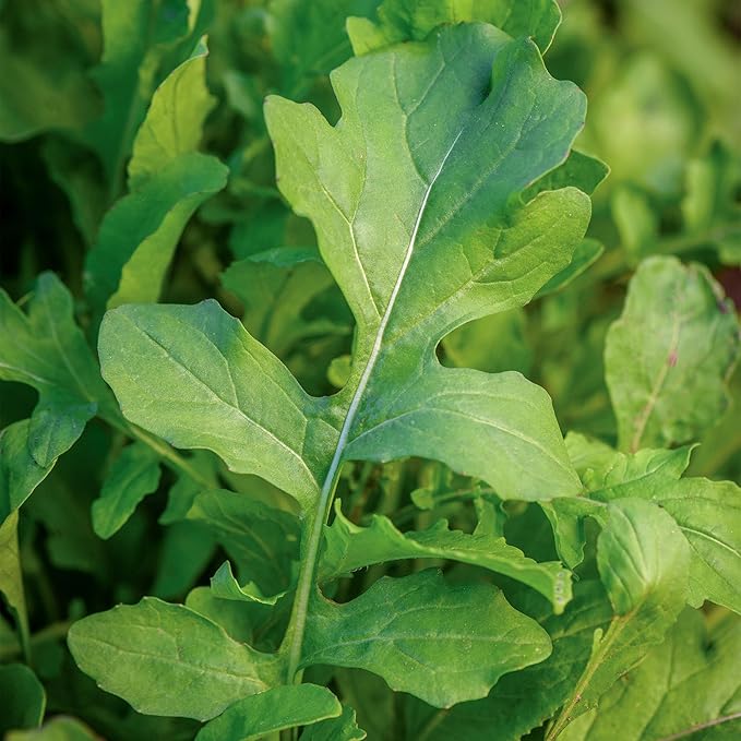 Burpee Organic Rocket Arugula Seeds - Certified Peppery Salad Greens