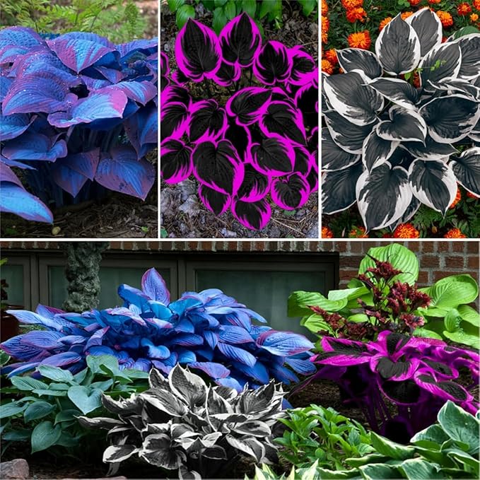 100pcs Hosta Plant Seeds, Mixed Colours Foliage | Perennial Shade-Loving Seeds for Garden and Landscape