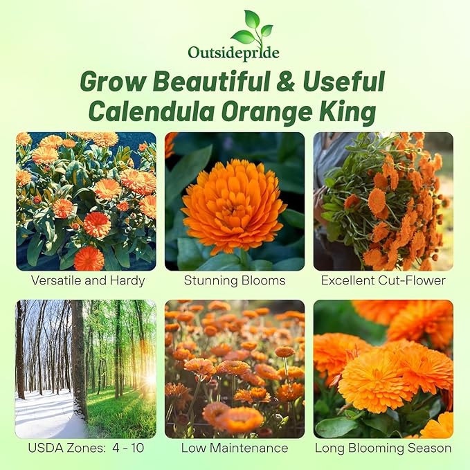 Outsidepride Orange King Calendula Seeds - 2000 Pcs Annual Edible Flower Seeds for Planting for Dishes & Wellness Uses, with Vibrant Blooms for Cut Flower, Container, & Pollinator Gardens