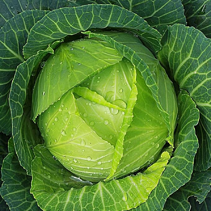 Cabbage Seeds for Planting – Non-GMO Heirloom Vegetable Seeds – Full Instruction Packets to Plant in Your Home Outdoor Garden – Gardening Gift – 200 Copenhagen Cabbage Seeds Per Pack (2 Packets)