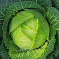 Copenhagen Cabbage Seeds for Planting – Plant & Grow Heirloom Copenhagen Cabbage in Home Outdoor Vegetable Garden, Brassica oleracea VAR. capitata – 1 Packet Approx 200 Seeds