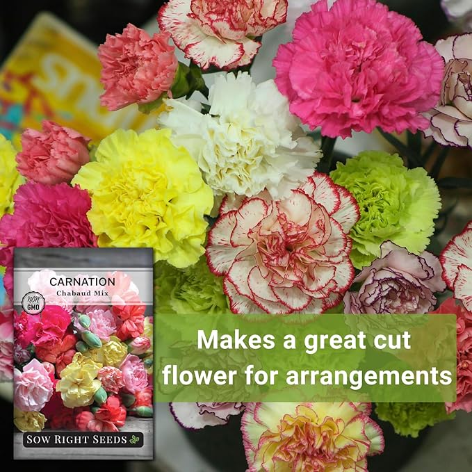 Sow Right Seeds - Chabaud Mix Carnation Seeds for Planting - Non-GMO Heirloom Dianthus Variety Ideal for Outdoor Gardens - Grow Large Carnation Plants - Easy to Sow and Bloom Beautiful Flowers (3)