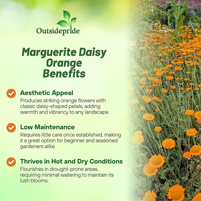 Outsidepride Orange Marguerite Daisy Seeds - 10000 Pcs. Perennial Drought-Tolerant & Pollinator-Friendly, Flower Seeds for Planting Vibrant Blooms for Gardens, Borders & Cut Flowers