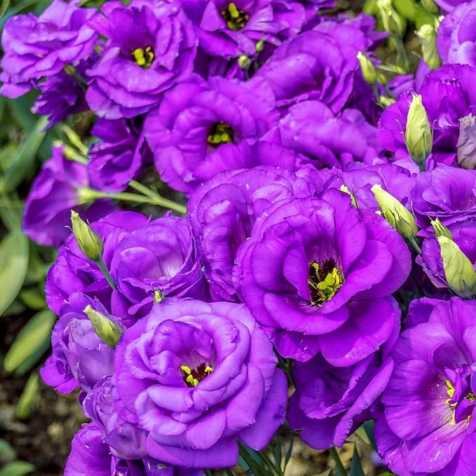 1000+Mixed Lisianthus Seeds for Planting-Lisianthus Thornless Roses Seeds