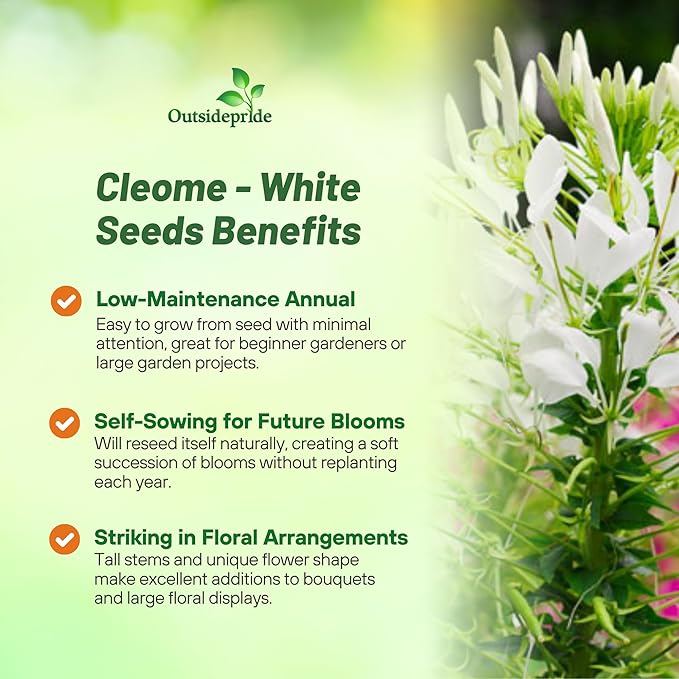 Outsidepride White Cleome Seeds - 2000 Pcs Annual Flower Seeds with Large, Airy, Spidery Blooms, Drought Tolerant Spider Plant for Xeriscaping, Flower Bed, Border, Pollinator, & Cut Flower Garden