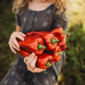 Marconi Red Pepper - 25 Seeds - Giant Sweet Italian Pepper, Heirloom Pepper Variety, USA-Grown, Non-GMO Sweet Italian Pepper Seeds for Planting Outdoors in The Home Garden, Thresh Seed Company