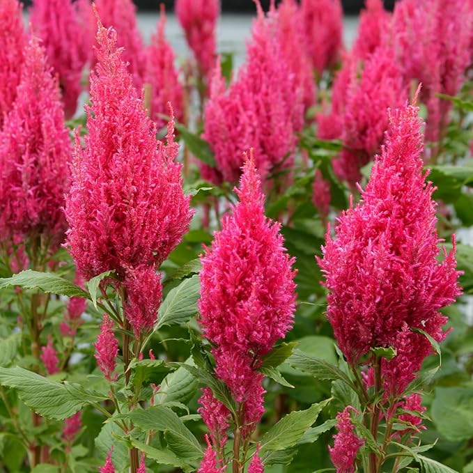 1000 Seeds Pink Celosia Spicata Flamingo Flower Perennial Flower Seeds for Planting