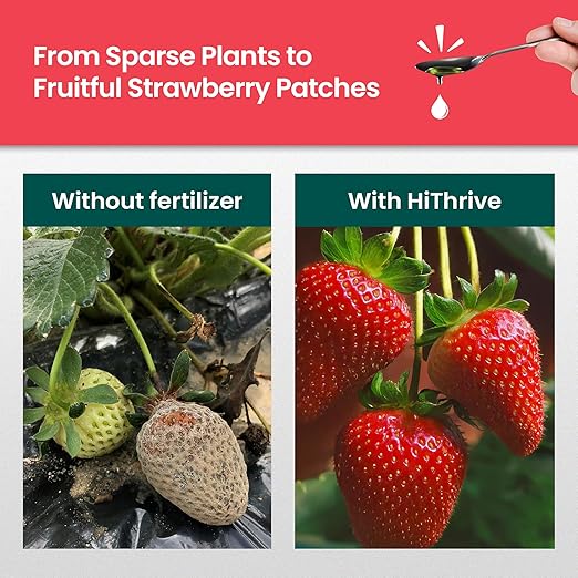 16oz Strawberry Fertilizer - Makes 16 Gallons of Fruit Tree Fertilizer for Strawberries, Liquid Plant Food Outdoor, Ideal Strawberry Plant Food for Lush Growth & Bigger, Sweeter Strawberries