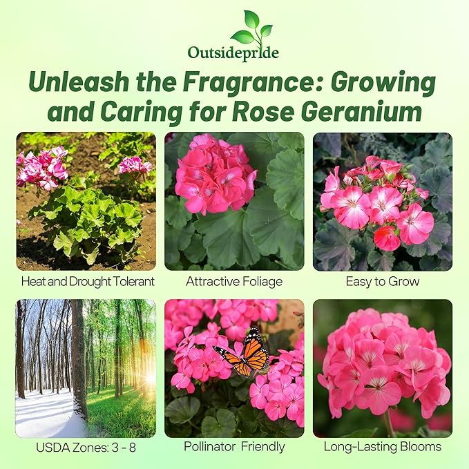 Outsidepride Rose Geranium Seeds for Planting - 25 Pcs Annual, Heat & Drought Tolerant Flower Seeds with Green Foliage & Rose Blooms for Pots, Borders & Lush Summer Garden Displays