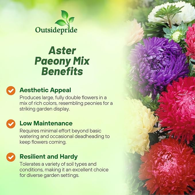 Outsidepride Paeony Aster Seeds - 2,000 Pcs Annual, Hardy & Pollinator Friendly Flower Seeds for Planting Vibrant Double Incurved Mix Petals, Ideal for Meadows & Aesthetic Gardens