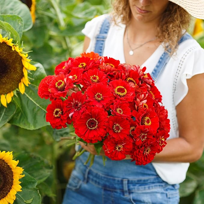 Eden Brothers Zinnia Seeds - Cherry Queen, Non-GMO Seeds for Planting, 1/4 lb | Low-Maintenance Flower Seeds, Plant During Spring, Zones 3, 4, 5, 6, 7, 8, 9, 10
