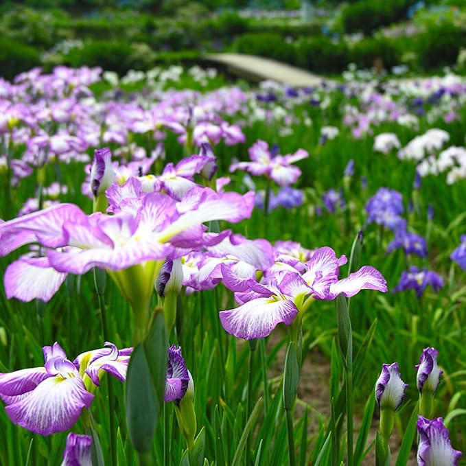 Mixrug Iris Seeds for Planting, 70pcs Non-GMO Heirloom Perennial Violet Iris Flower Seeds, Rare Beauty Home Garden Blooming Flowers Plants for Outdoors Indoors