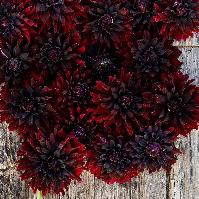 Eden Brothers Dahlia Bulbs (Decorative) - Rip City, Non-GMO Bulbs for Planting, 4 Bulbs | Low-Maintenance Flower Bulbs, Plant During Spring, Zones 8, 9, 10, 11