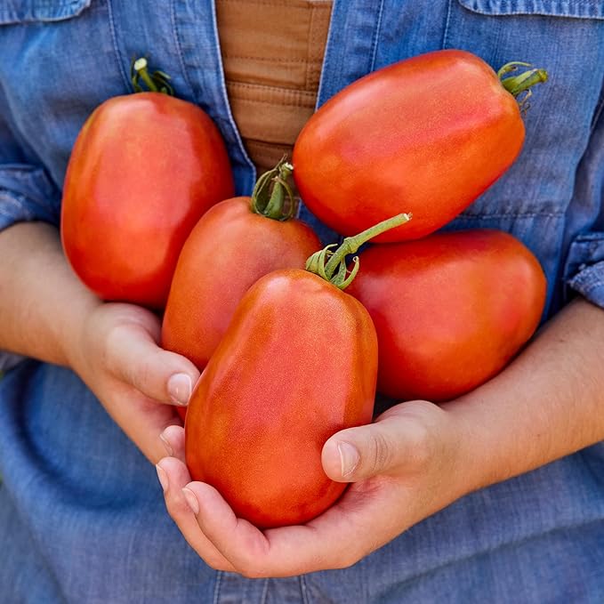 Burpee 'SuperSauce Hybrid' Tomato Seeds for Planting - Non-GMO, Indeterminate, Disease-Resistant, Paste Tomato, Burpee Bred, 50 mg Seed Packet for Home Gardening - World's Largest Sauce Tomato!