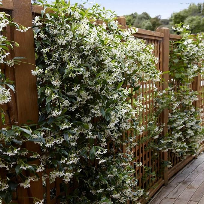 100+ Climbing Jasmine Flower Seeds for Planting Fragrant Plant Seeds Non-GMO Garden Home Jasmine Garden Balcony Climbing Flower