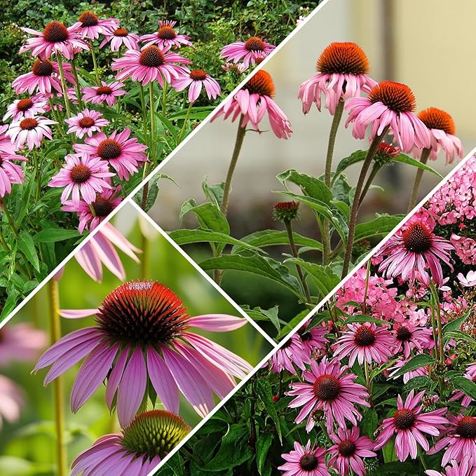 Groundio Purple Coneflower Seeds 1 OZ, Perennial Open Pollinated Non-GMO Echinacea Seeds Grown in The USA, Cone Flower Seed for Planting, USDA 3-9