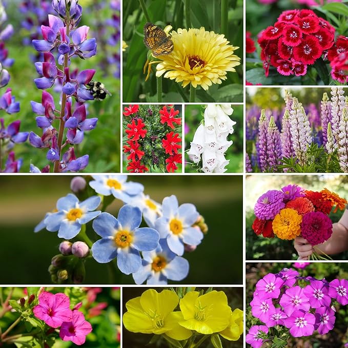 Groundio Zinnia & Wildflower Seed Mix, 2 Oz (2 Packs), Flowers Seeds for Planting, Open Pollinated, Non GMO Made in USA