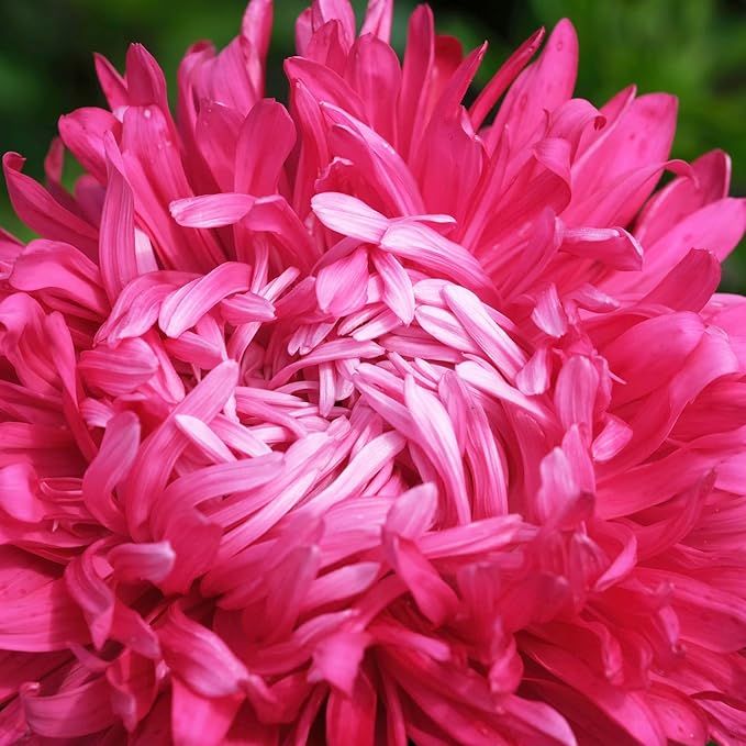 Seed Needs Crego China Aster Seeds for Planting - Heirloom & Untreated - Grow a Butterfly Garden with a Mixture of Colorful Cut Flowers to Pair with Zinnias (5 Packs)