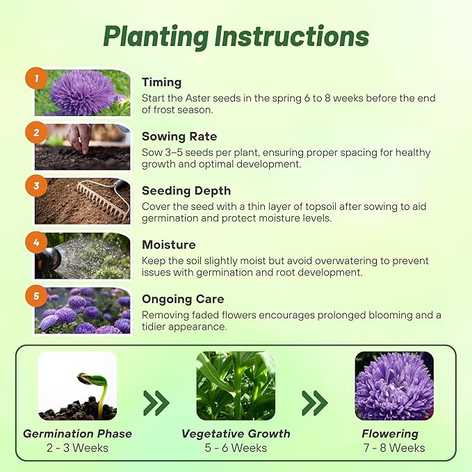Outsidepride Gremlin Aster Seeds - 2000 Pcs. Annual, Hardy & Pollinator Friendly Flower Seeds for Planting Vibrant Lavender Blooms and Oval-Shaped Leaves, Great for Meadows & Aesthetic Gardens