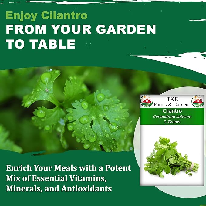 TKE Farms & Gardens - Cilantro Seeds for Planting, 150+ Non-GMO Heirloom Coriander Seeds, Slow Bolt for Long Harvest, Indoor or Outdoor Herb Garden, Easy Growing Instructions Included