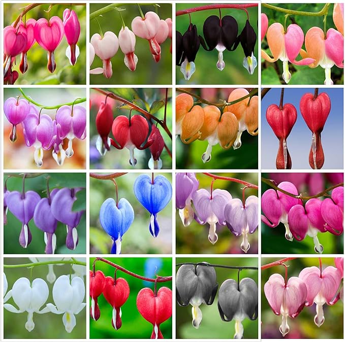 20 pcs Rare Mix Color Red Pink Purple White Bleeding Heart Seeds Shade Flower Garden Home Outdoor Indoor
