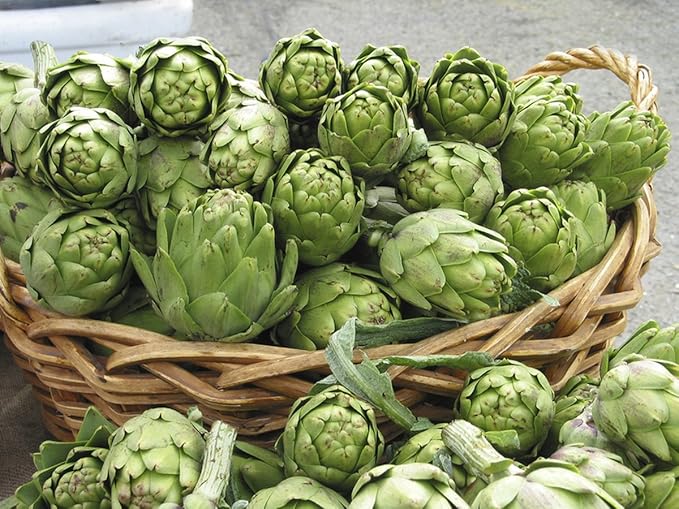 Seeds4planting - Seeds Green Artichoke Heirloom Vegetable Non GMO