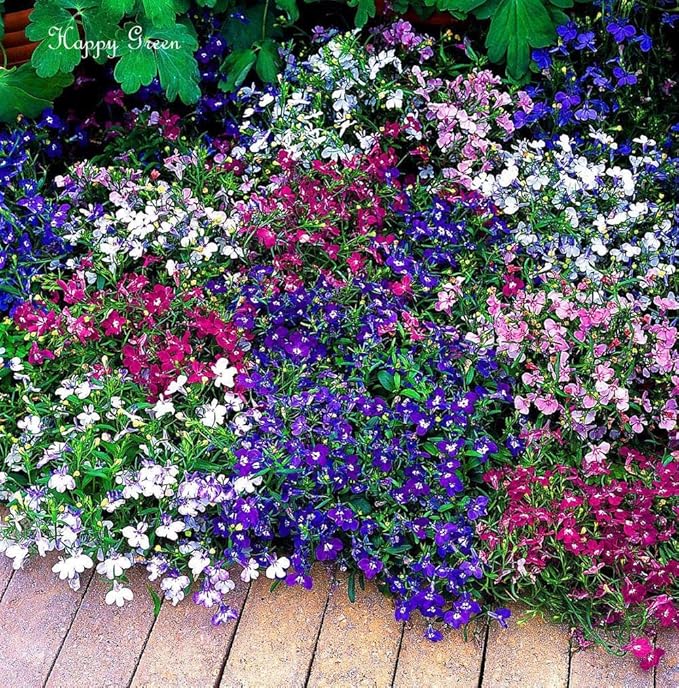 KIRA SEEDS - Seeds Lobelia Сascade Mix - Annual Flowers for Planting - GMO Free