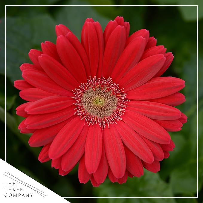 Live Flowering Gerbera Daisies - Shades of Pink (3 Plants Per Pack) - Beautiful Spring Flowers - 12" Tall by 5" Wide in 1 Qt Pot