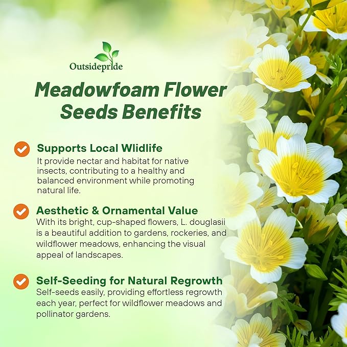 Outsidepride Meadowfoam Seeds - 2000 Pcs. Annual, Self-Seeding & Low Maintenance, Ground Cover Seeds for Planting Fragrant Yellow-White Blooms, Great for Gardens, Borders, & Container Displays