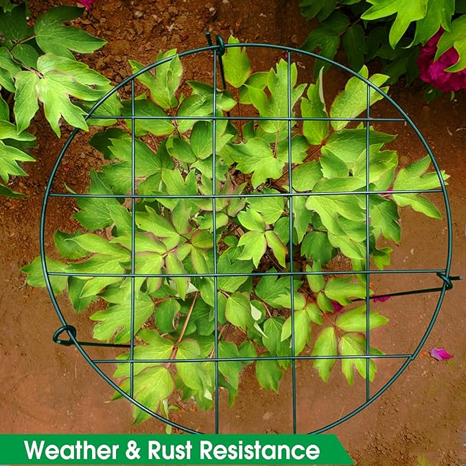 3 Pack 16 x 24 Inch Peony Support Cage Grow Through Plant Supports for Outdoor Plants Peony Ring Hoop Grow Through Grid Stakes