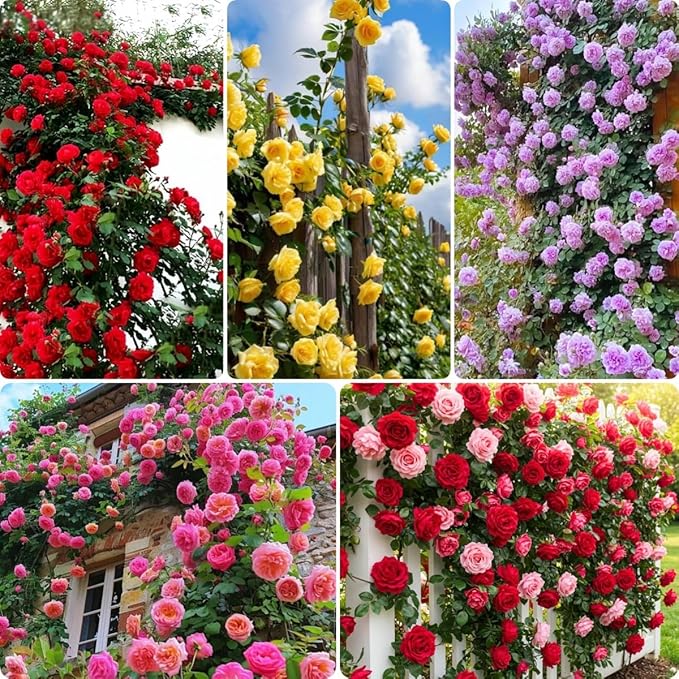 1000pcs Mixed Rose Seeds for Planting – Colorful Garden Roses – Non-GMO Perennial Flower Seeds – Fragrant Blooms for Outdoor Landscaping & DIY Garden Gifts