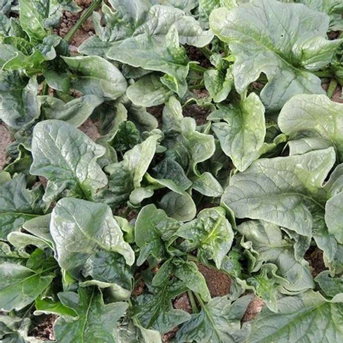 Viroflay Spinach Garden Seeds - 4 g Packet ~300 Seeds - Non-GMO, Heirloom Vegetable Gardening & Micro Greens Seed