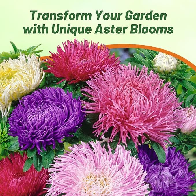 Outsidepride Gremlin Aster Seeds - 2000 Pcs. Annual, Hardy & Pollinator Friendly Flower Seeds for Planting Vibrant Mix Blooms and Oval-Shaped Leaves, Great for Meadows & Aesthetic Gardens