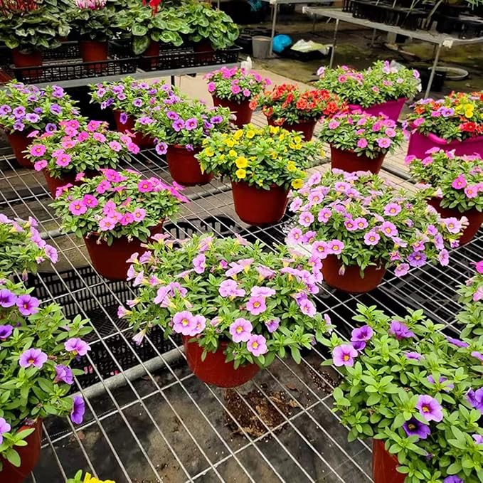 5100+ Petunia Seeds Grandiflora Flowers Mixed Rainbow Color for Bonsai Planting Home Garden House Plant Flower Seed Mix Color